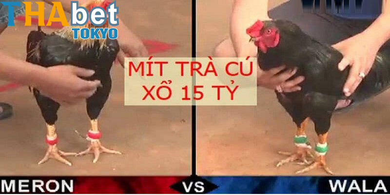 Vì sao trận đấu có mức cược lên tới 15 tỷ?